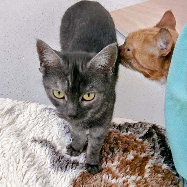 Kätzin Greta  / © 2016 Arche KaNaum (OS) Kätzin Greta / © 2016 Arche KaNaum (OS)