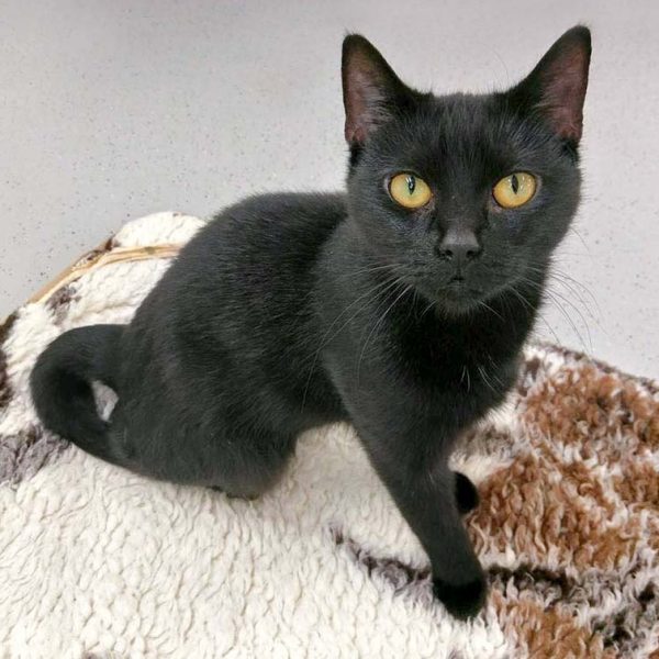 Kätzin Saba / © 2016 Arche KaNaum (OS)