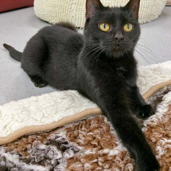 Kätzin Saba / © 2016 Arche KaNaum (OS)