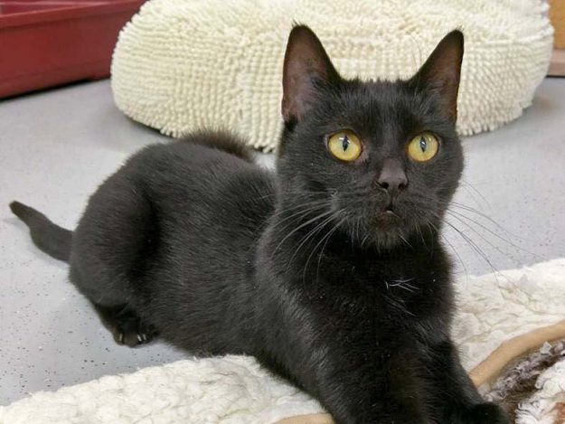 Kätzin Saba / © 2016 Arche KaNaum (OS)