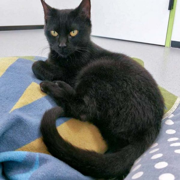 Kätzin Saba / © 2016 Arche KaNaum (OS)