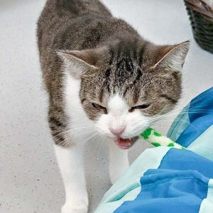 Kätzin Silia / © 2016 Arche KaNaum (OS)