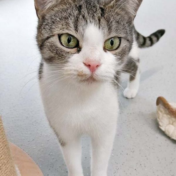 Kätzin Silia / © 2016 Arche KaNaum (OS) Kätzin Silia / © 2016 Arche KaNaum (OS)