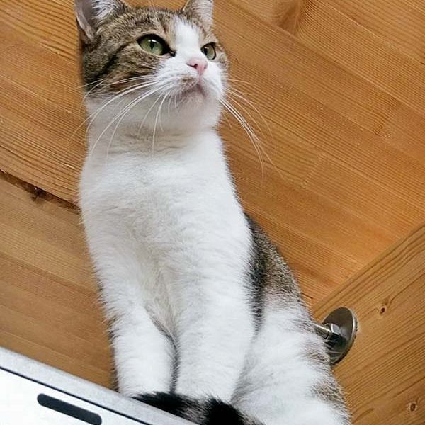 Kätzin Silia / © 2016 Arche KaNaum (OS) Kätzin Silia / © 2016 Arche KaNaum (OS)