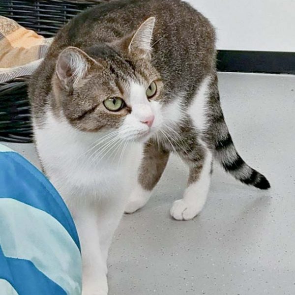 Kätzin Silia / © 2016 Arche KaNaum (OS) Kätzin Silia / © 2016 Arche KaNaum (OS)