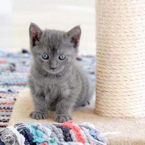 Kätzin Pixel / © 2016 Arche KaNaum (DN)