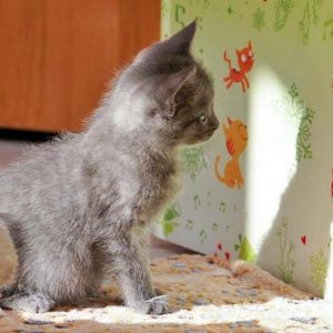 Kätzin Pixel / © 2016 Arche KaNaum (DN)