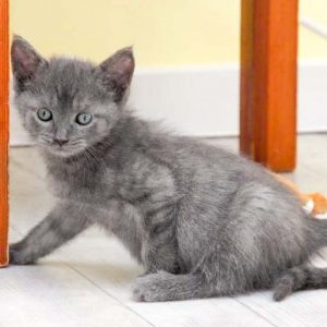 Kätzin Pixel / © 2016 Arche KaNaum (DN)