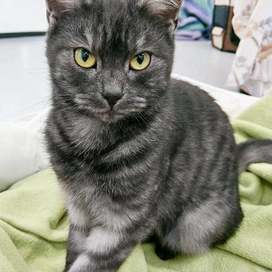 Kater Osmo / © 2016 Arche KaNaum (OS) Kater Osmo / © 2016 Arche KaNaum (OS)