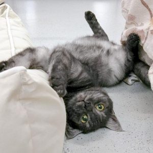 Kater Osmo / © 2016 Arche KaNaum (OS)