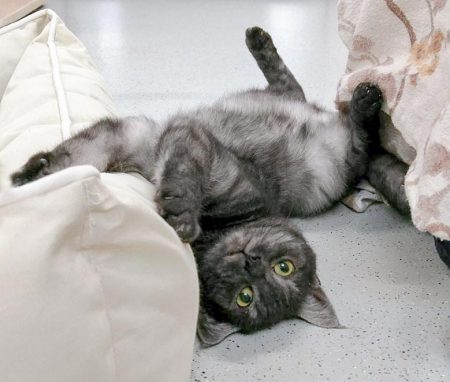 Kater Osmo / © 2016 Arche KaNaum (OS)