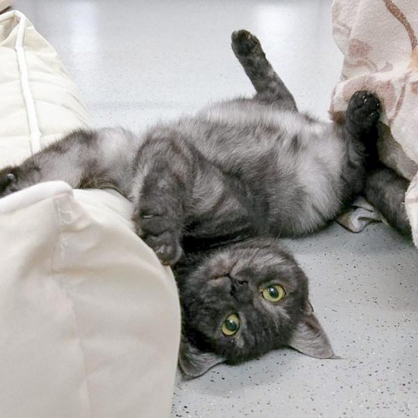 Kater Osmo / © 2016 Arche KaNaum (OS) Kater Osmo / © 2016 Arche KaNaum (OS)