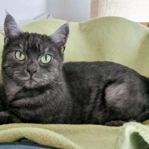 Kater Osmo / © 2016 Arche KaNaum (OS)