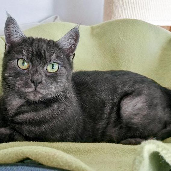 Kater Osmo / © 2016 Arche KaNaum (OS) Kater Osmo / © 2016 Arche KaNaum (OS)