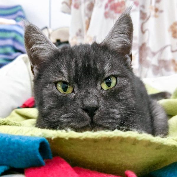 Kater Osmo / © 2016 Arche KaNaum (OS) Kater Osmo / © 2016 Arche KaNaum (OS)