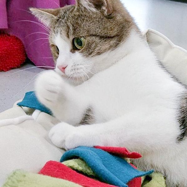 Kätzin Silia / © 2016 Arche KaNaum (OS) Kätzin Silia / © 2016 Arche KaNaum (OS)