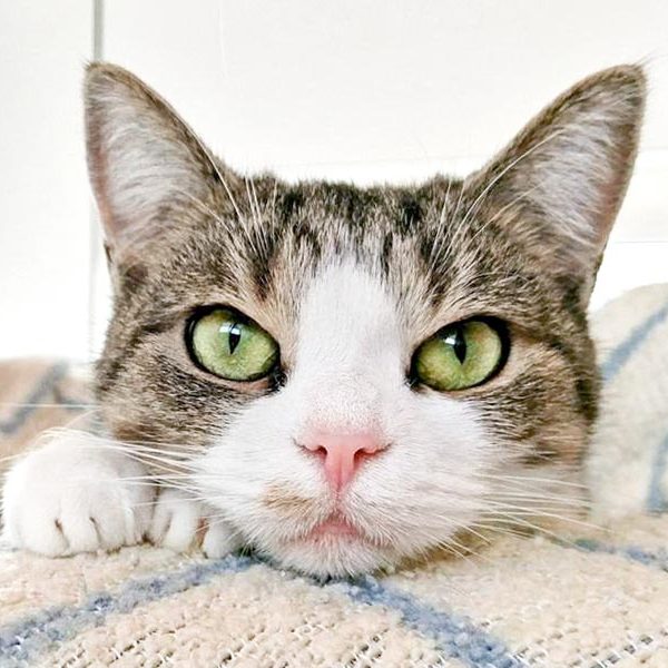 Kätzin Silia / © 2016 Arche KaNaum (OS)