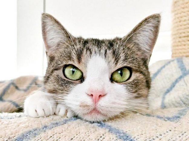 Kätzin Silia / © 2016 Arche KaNaum (OS)