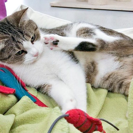 Kätzin Silia / © 2016 Arche KaNaum (OS) Kätzin Silia / © 2016 Arche KaNaum (OS)