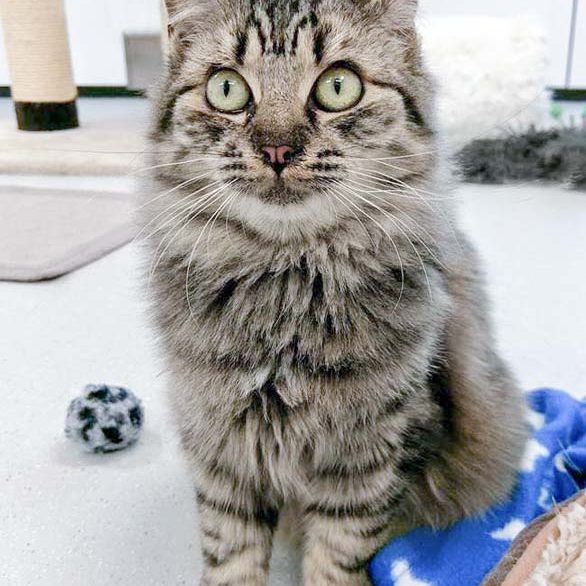 Kätzin Punky / © 2016 Arche KaNaum (OS) Kätzin Punky / © 2016 Arche KaNaum (OS)