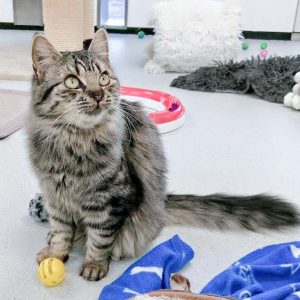 Kätzin Punky / © 2016 Arche KaNaum (OS)