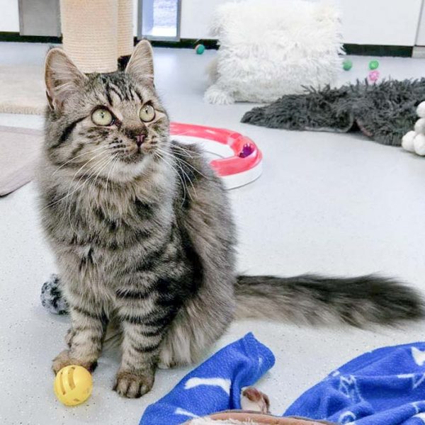 Kätzin Punky / © 2016 Arche KaNaum (OS) Kätzin Punky / © 2016 Arche KaNaum (OS)