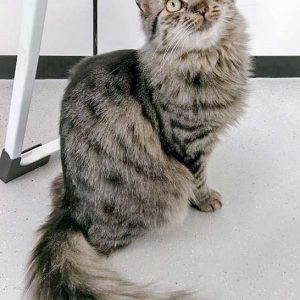 Kätzin Punky / © 2016 Arche KaNaum (OS)