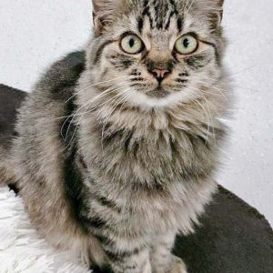 Kätzin Punky / © 2016 Arche KaNaum (OS)