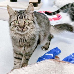 Kätzin Punky / © 2016 Arche KaNaum (OS)