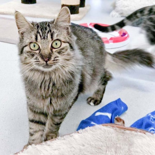 Kätzin Punky / © 2016 Arche KaNaum (OS) Kätzin Punky / © 2016 Arche KaNaum (OS)