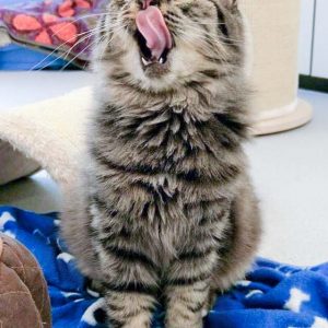 Kätzin Punky / © 2016 Arche KaNaum (OS)