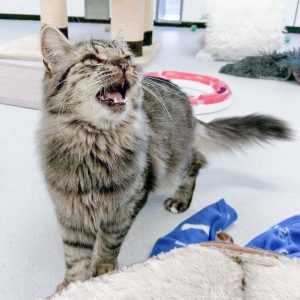 Kätzin Punky / © 2016 Arche KaNaum (OS)