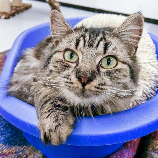 Kätzin Punky / © 2017 Arche KaNaum (JM)