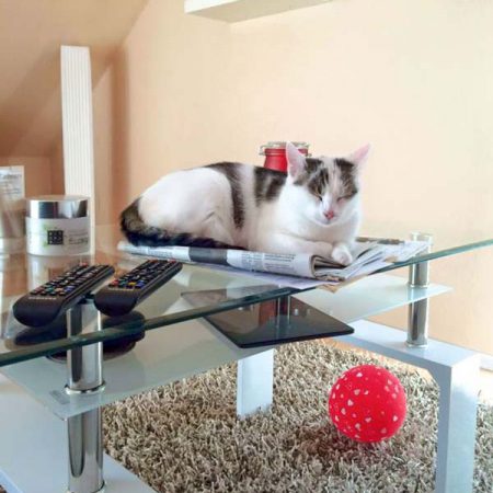 Kätzin Belly im neuen Zuhause / © 02.09.'16 Privat