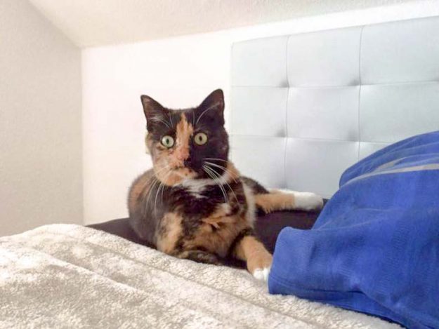 Kätzin Nala im neuen Zuhause / © 02.09.'16 Privat