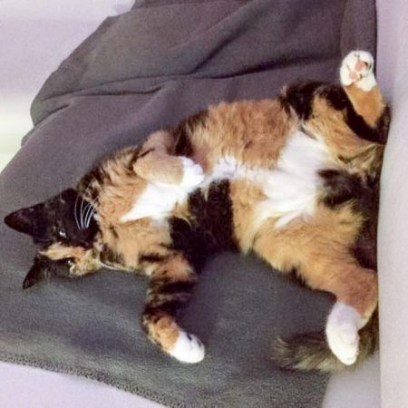 Kätzin Nala im neuen Zuhause / © 02.09.'16 Privat