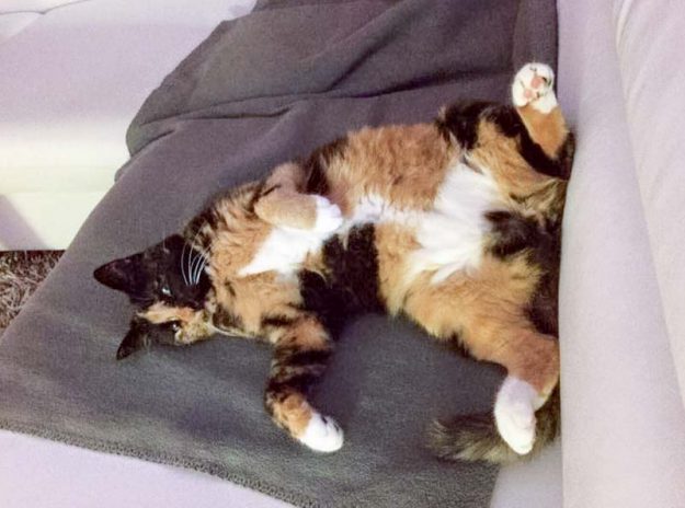 Kätzin Nala im neuen Zuhause / © 02.09.'16 Privat