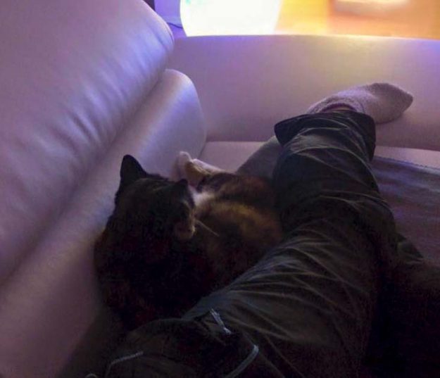 Kätzin Nala im neuen Zuhause / © 02.09.'16 Privat