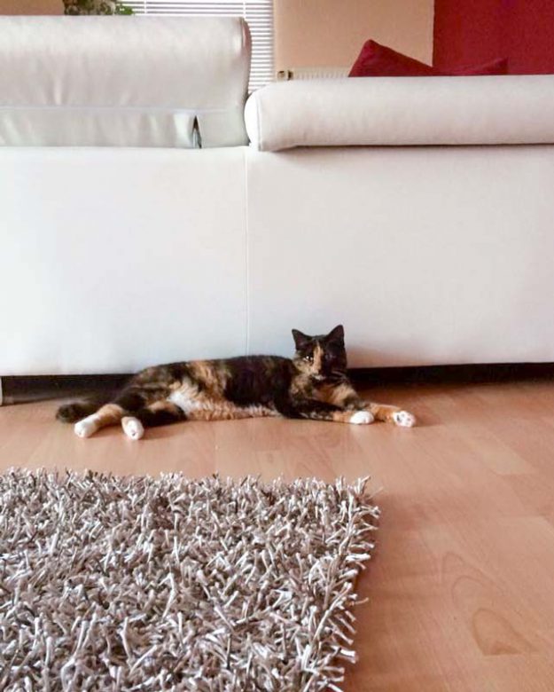 Kätzin Nala im neuen Zuhause / © 02.09.'16 Privat