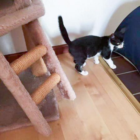 Kater Ralfi im neuen Zuhause / © 02.09.'16 Privat
