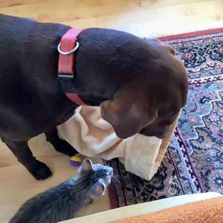 Kater Dino mit Hundekumpel im neuen Zuhause / © 02.09.'16 Privat