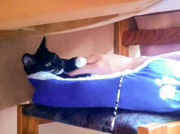 Kater Spooky im neuen Zuhause / © 03.09.'16 Privat