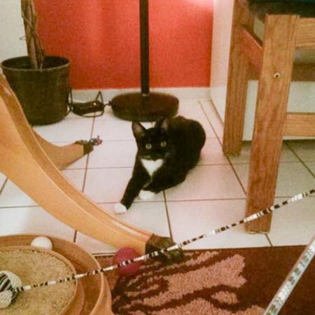 Kater Spooky im neuen Zuhause / © 03.09.'16 Privat