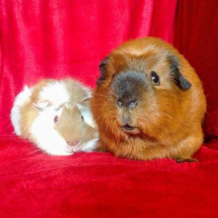 Meeri-Böckchen Mr. Mini (l.) mit seiner Freundin Amy im neuen Zuhause / © 12.09.'16 Privat