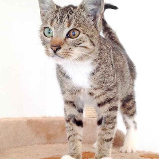 Kätzin Elina / © 2016 Arche KaNaum (DN)