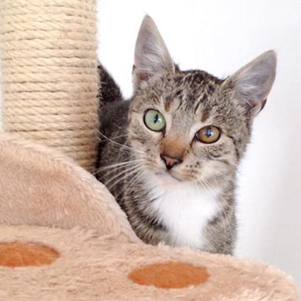 Kätzin Elina / © 2016 Arche KaNaum (DN)