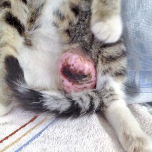 Der riesige Tumor an Elinas Hinterbein / © 2016 Arche KaNaum (DN) Der riesige Tumor an Elinas Hinterbein / © 2016 Arche KaNaum (DN)