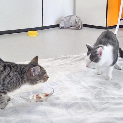 Kätzin Elina (l.) mit Kater Fluse / © 2016 Arche KaNaum (DN)