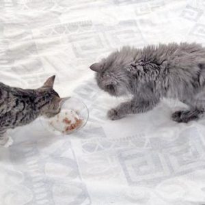 Kätzin Elina (l.) mit Schnurri / © 2016 Arche KaNaum (DN) Kätzin Elina (l.) mit Schnurri / © 2016 Arche KaNaum (DN)