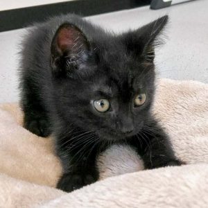 Katerchen Jupp / © 2016 Arche KaNaum (DN)